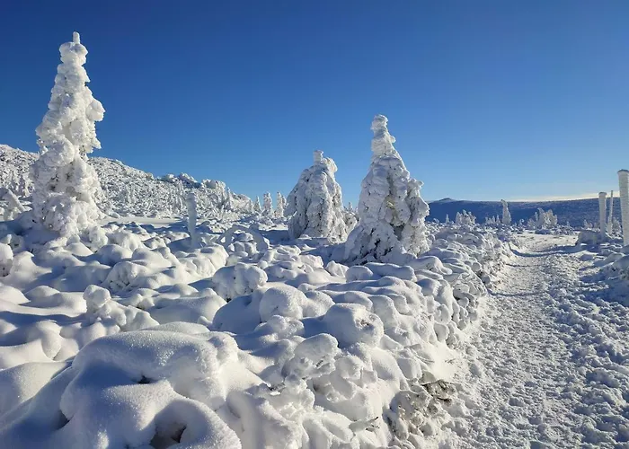Проживание в семье Wiking